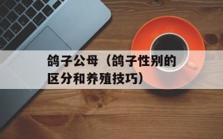 鸽子公母（鸽子性别的区分和养殖技巧）