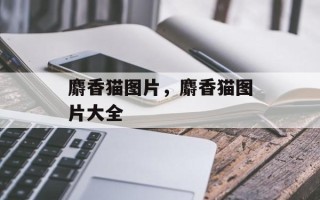 麝香猫图片，麝香猫图片大全