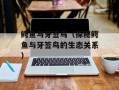 鳄鱼与牙签鸟（探秘鳄鱼与牙签鸟的生态关系）