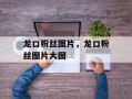 龙口粉丝图片，龙口粉丝图片大图