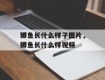 鲫鱼长什么样子图片，鲫鱼长什么样视频