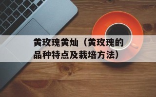 黄玫瑰黄灿（黄玫瑰的品种特点及栽培方法）