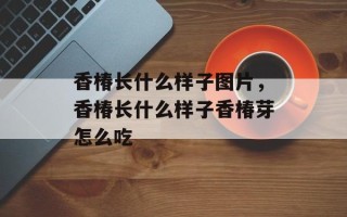 香椿长什么样子图片，香椿长什么样子香椿芽怎么吃