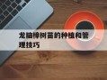 龙脑樟树苗的种植和管理技巧