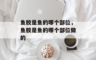 鱼胶是鱼的哪个部位，鱼胶是鱼的哪个部位做的