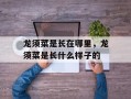 龙须菜是长在哪里，龙须菜是长什么样子的