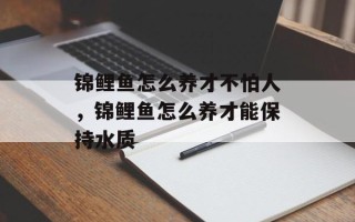 锦鲤鱼怎么养才不怕人，锦鲤鱼怎么养才能保持水质