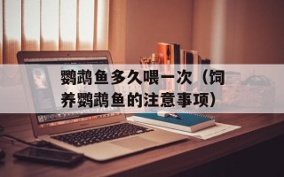 鹦鹉鱼多久喂一次（饲养鹦鹉鱼的注意事项）