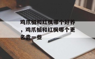 鸡爪槭和红枫哪个好养，鸡爪槭和红枫哪个更名贵一些