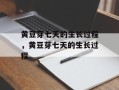 黄豆芽七天的生长过程，黄豆芽七天的生长过程