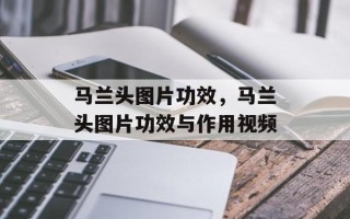 马兰头图片功效，马兰头图片功效与作用视频