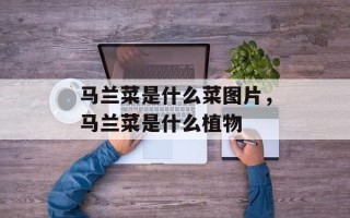 马兰菜是什么菜图片，马兰菜是什么植物