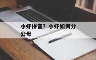 小虾拼音？小虾如何分公母