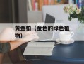 黄金柏（金色的绿色植物）