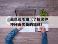 黑色长毛猫（了解这种神秘而优美的猫咪）