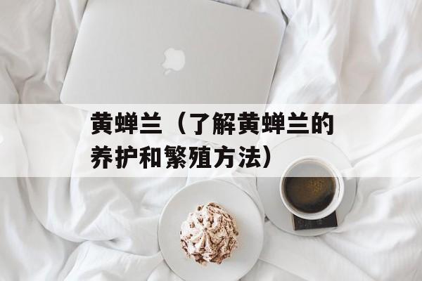 黄蝉兰（了解黄蝉兰的养护和繁殖方法）-第1张图片-