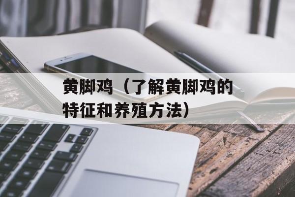 黄脚鸡（了解黄脚鸡的特征和养殖方法）-第1张图片-