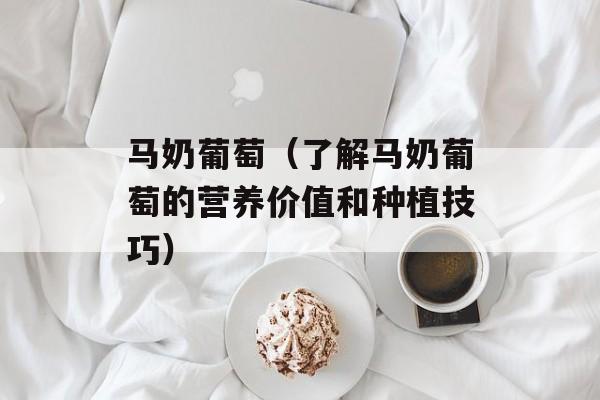 马奶葡萄（了解马奶葡萄的营养价值和种植技巧）-第1张图片-