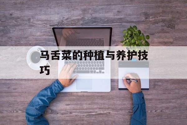 马舌菜的种植与养护技巧-第1张图片-