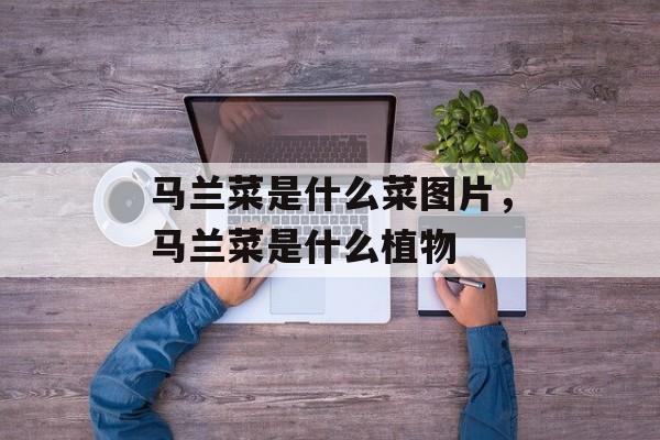 马兰菜是什么菜图片，马兰菜是什么植物-第1张图片-