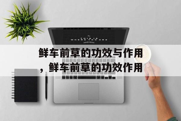 鲜车前草的功效与作用，鲜车前草的功效作用-第1张图片-