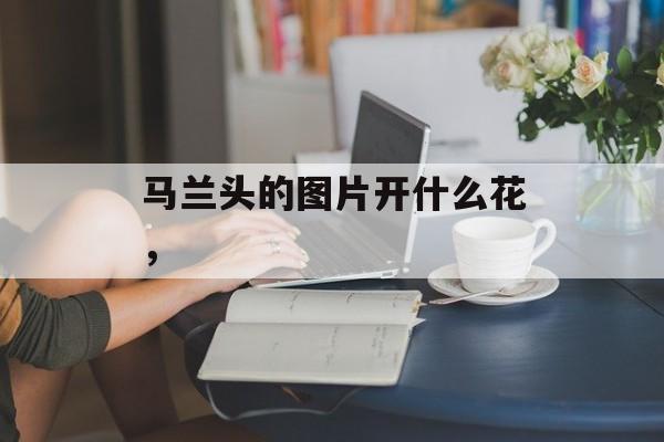 马兰头的图片开什么花，-第1张图片-